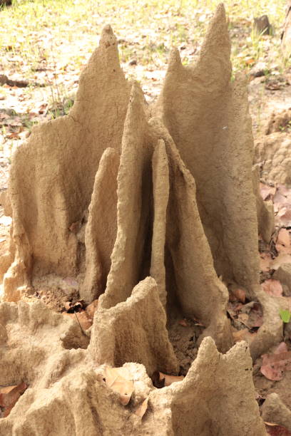 istock Termites mound in middle of forest, Chitwan 960338496