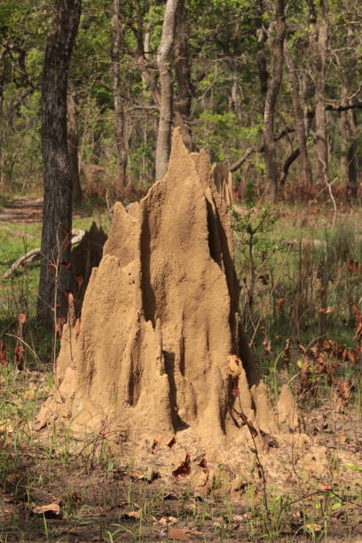 istock Termites mound in middle of forest, Chitwan 960338500
