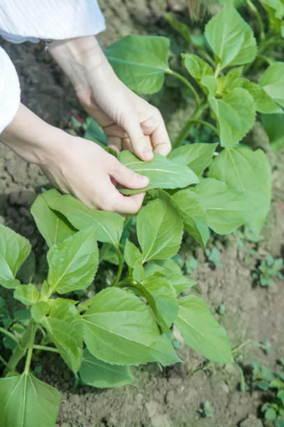 istock Agronomist inspecting sunflower field 960340614