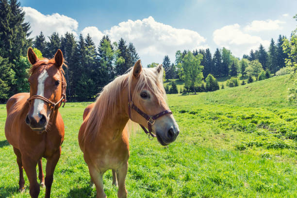 Arabian Horses on colorful Pasture with Spring FlowersMore images of horses: