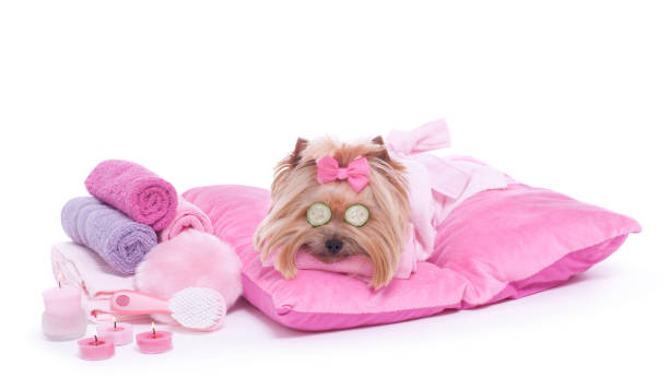 Yorkshire terrier dog day at the pet grooming salon spa Adorable yorkie with eye mask of cucumbers waiting for her massage at the dog spa pet grooming salon stock pictures, royalty-free photos & images