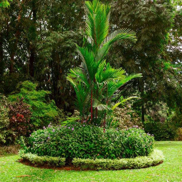 istock Magnificent tropical park with beautiful trees and flowers. 960341156