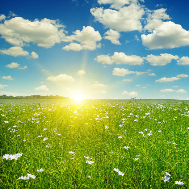 istock Field with flowering flax and sunrise on blue sky. 960341188