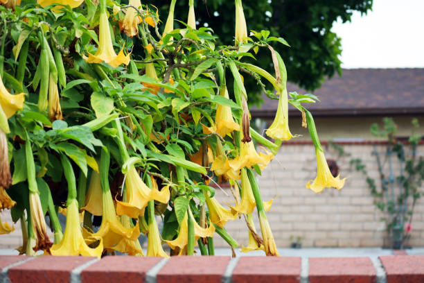 istock Datura Flowers Series 960341630