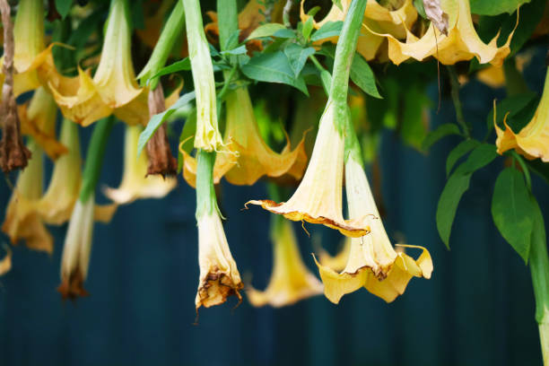istock Datura Flowers Series 960341768