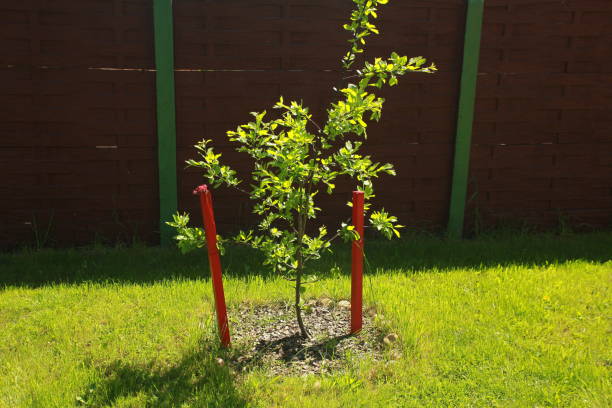 istock pear tree seedling in the garden 960344050