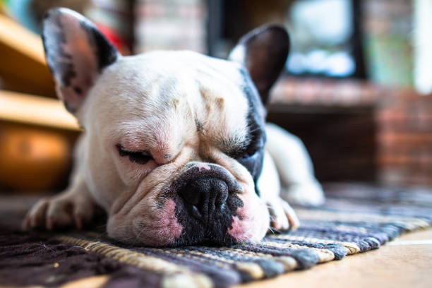 istock Cute french bulldog lying on carpet floor. 960344190