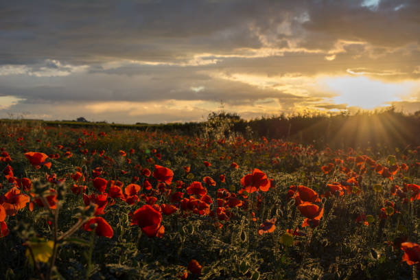istock Horizontal View of Poppies Field Illuminated by the Setting Sun on Cloudy Sky Background. Pulsano, Taranto, South of Italy 960344250