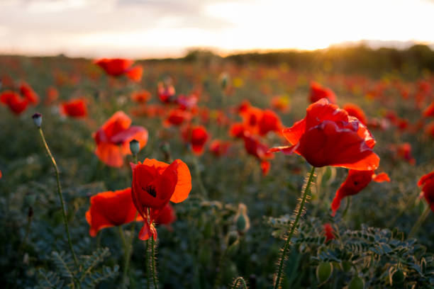 istock Horizontal View of Poppies Field Illuminated by the Setting Sun on Cloudy Sky Background. Pulsano, Taranto, South of Italy 960344676