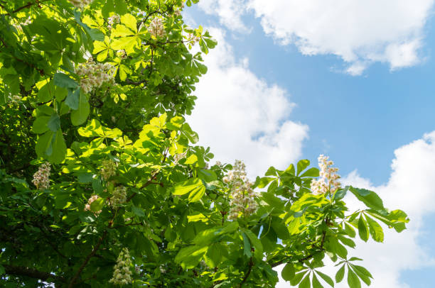 istock Young chestnut leaves with blossom against blue sky 960345516