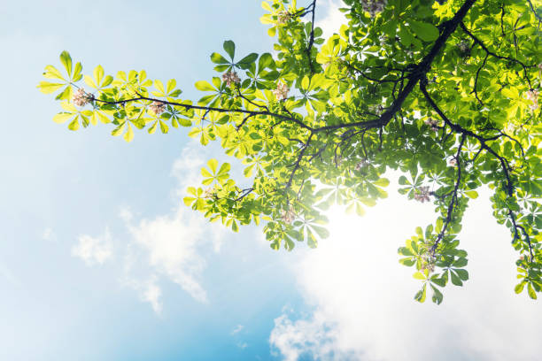 junge kastanienblätter mit blüte gegen blauen himmel - chestnut tree leaf sunlight tree stock-fotos und bilder