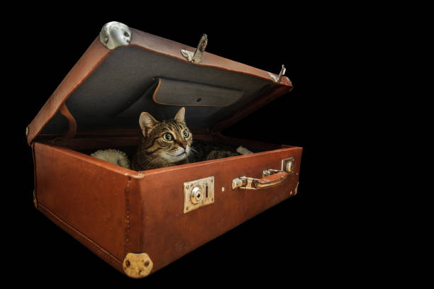 istock Cute cat in the old vintage suitcase. Isolated on black. 960347808