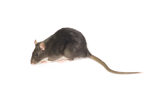 grey rat  isolated on white background