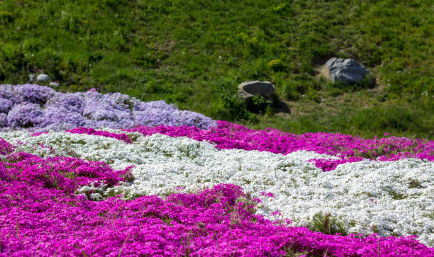 istock Floral background from the phlox of the subulate 960348492
