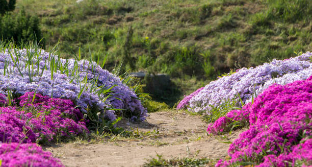 istock Floral background from the phlox of the subulate 960348548