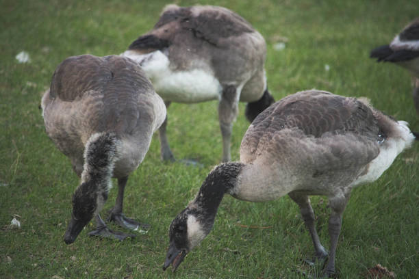 istock canadian goose goslings 960348552