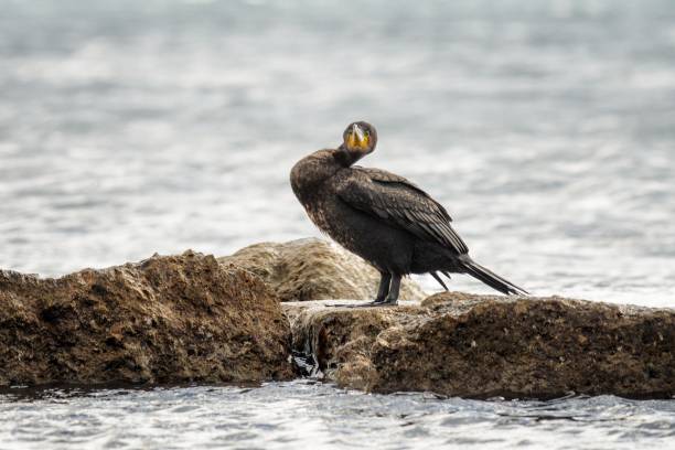 kormoran (phalacrocorax carbo) - crested cormorant stock-fotos und bilder