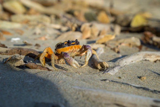 istock Friendly, smiling crab showing its claws on the beach. 960349850
