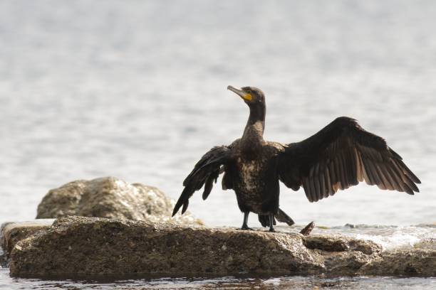 großer kormoran (phalacrocorax carbo) flügel ausbreitet. - crested cormorant stock-fotos und bilder