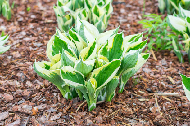 Hosta minuteman in garden. Hosta minuteman in garden. hosta photos stock pictures, royalty-free photos & images