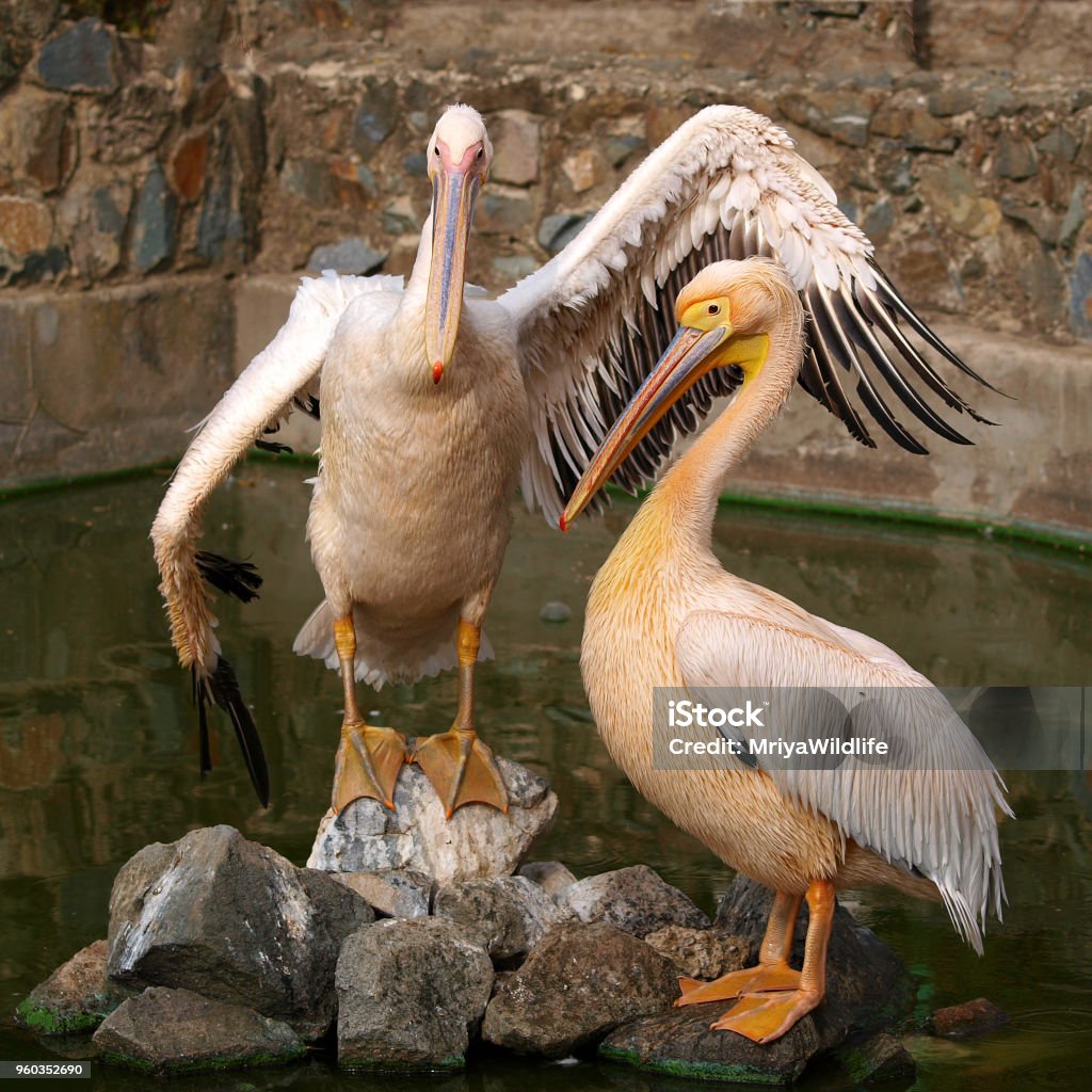 Two Pelican posing at the zoo Animal Stock Photo