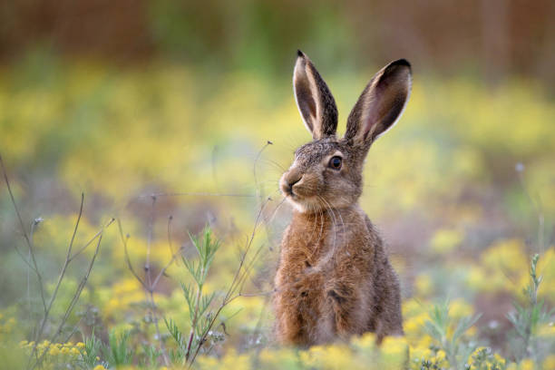 istock European hare stands in the grass and looking at the camera 960353164