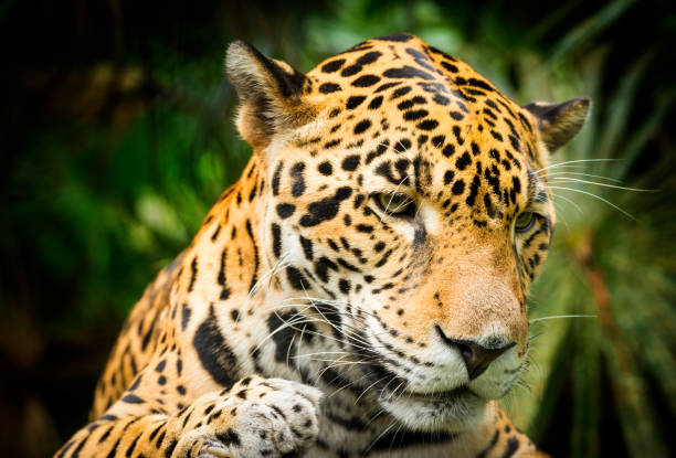 istock Jaguar Cat In Jungle 960353166