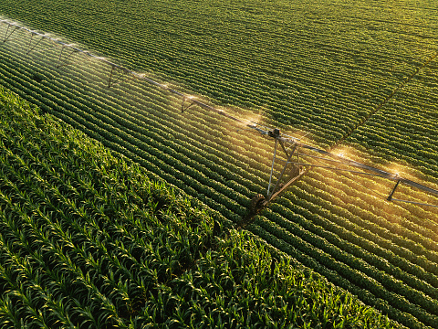 Aerial view of irrigation equipment watering green soybean crops field in summer afternoon, drone point of view for unusual angle for agricultural activity