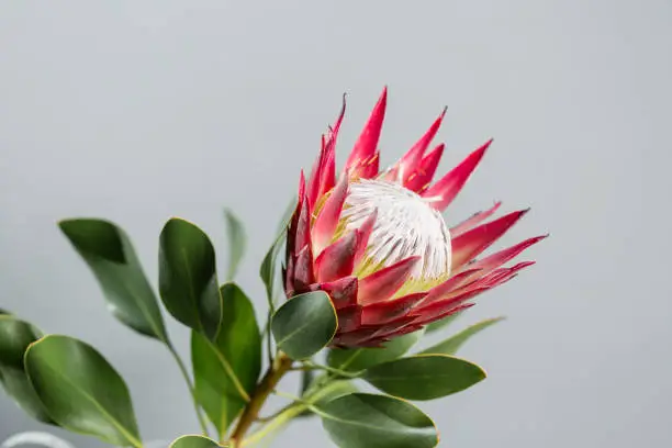 One large flower King Protea. Grows in South Africa. Gray background