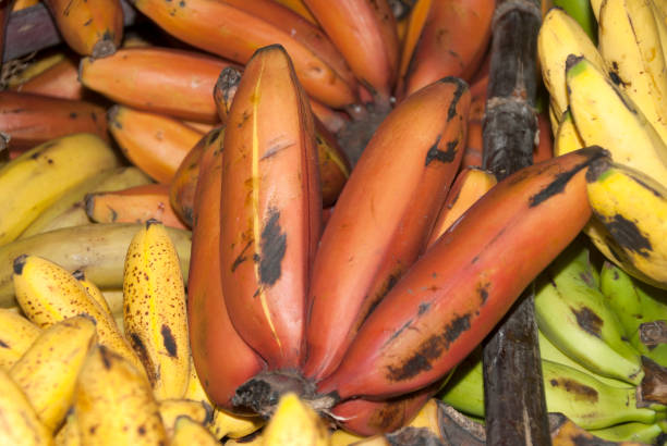 Bunch of bananas, Musa paradisiaca. Guatemala. Central America.