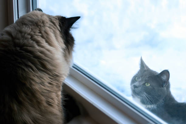 istock Two Cats in a Stare Off at a Window 960357148
