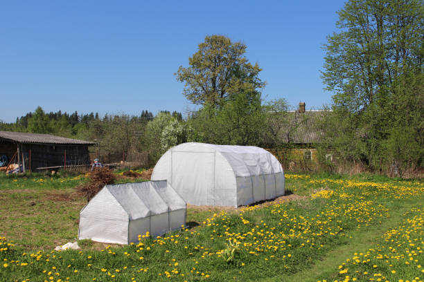 istock Greenhouses for growing vegetables 960359712