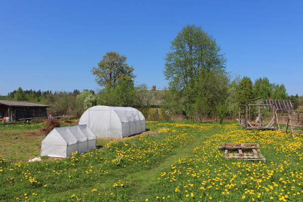 istock Greenhouses for growing vegetables 960359780