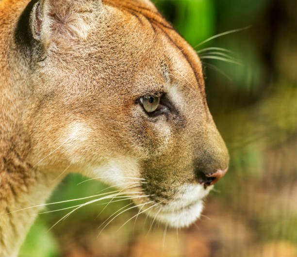 istock Puma Cat Portrait 960360226