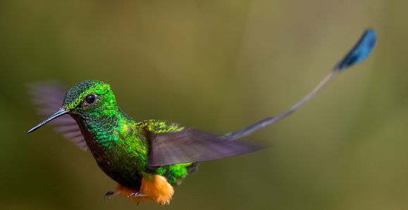 A male hummingbird flying. Close-up portrait