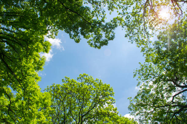 木漏れ日の青空をフレーミングする梢 - treetop tree sky blue ストックフォトと画像