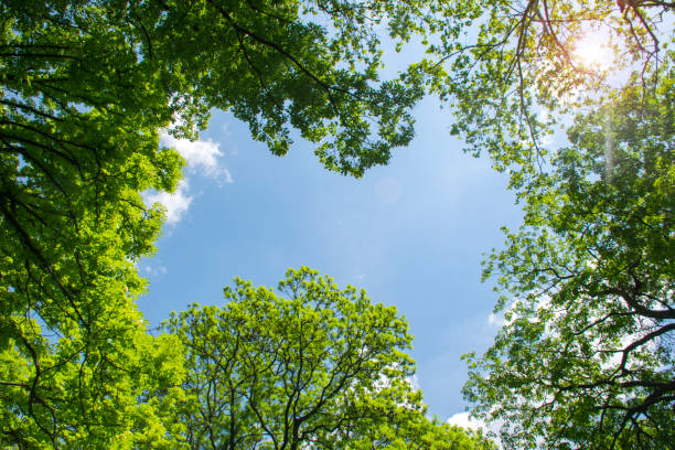 верхушки деревьев обрамление солнечно-голубое небо - treetop tree sky blue стоковые фото и изображения
