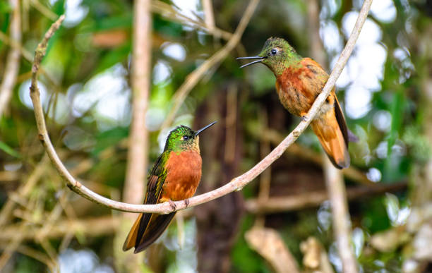 istock Chestnut-breasted Coronet Hummingbird 960370668