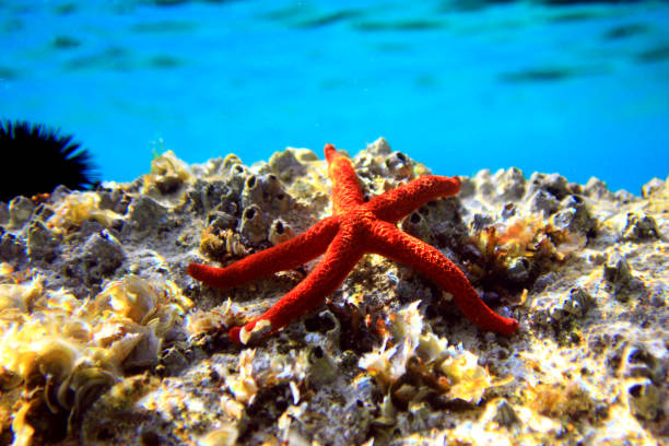 istock Mediterranean Red sea star (Echinaster sepositus) 960370780