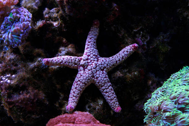 istock Fromia starfish in aquarium tank 960371636