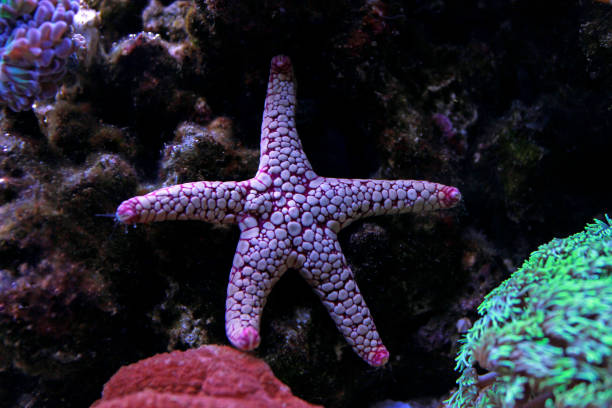 istock Fromia starfish in aquarium tank 960371638