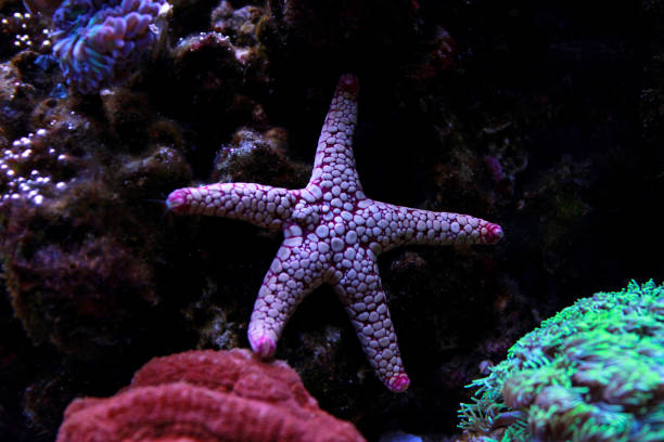 istock Fromia starfish in aquarium tank 960371680