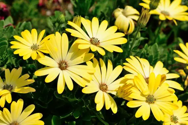 Close up of yellow African daisies in bloom