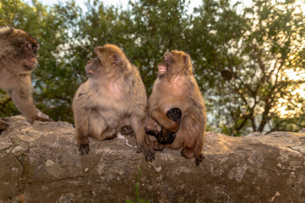 Landscape and Barbary macaques in Gibraltar