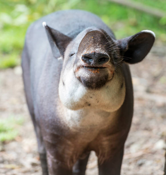 tapiro mangiare cibo - tapiro foto e immagini stock