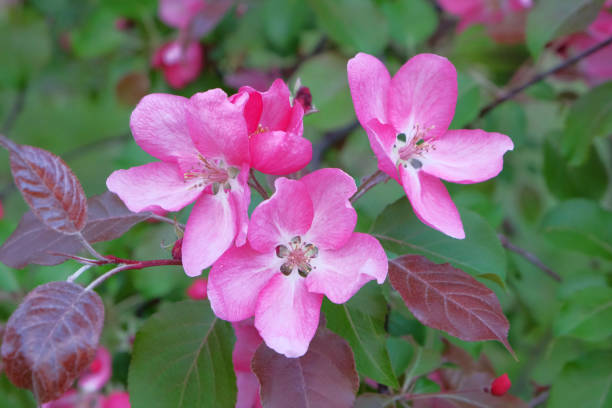 istock Flowering branch of a red apple 960374922