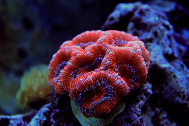 istock Blastomussa LPS coral in reef aquarium tank 960377514