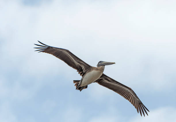 istock Immature Brown Pelican Flying Overhead 960377608