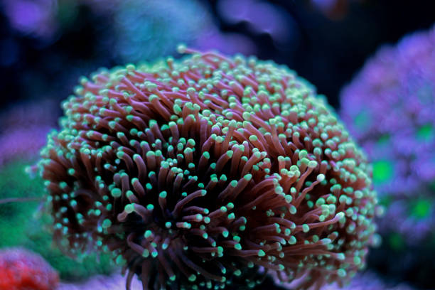 istock Euphyllia LPS coral in reef aquarium tank 960380130
