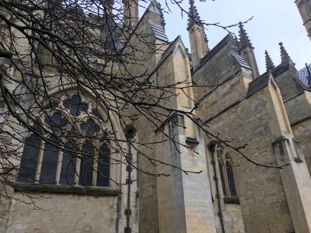 istock Black mulberry tree next to Exeter Cathedral Green - May 2018 960385736